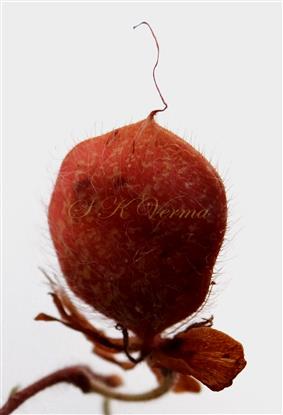 Legume